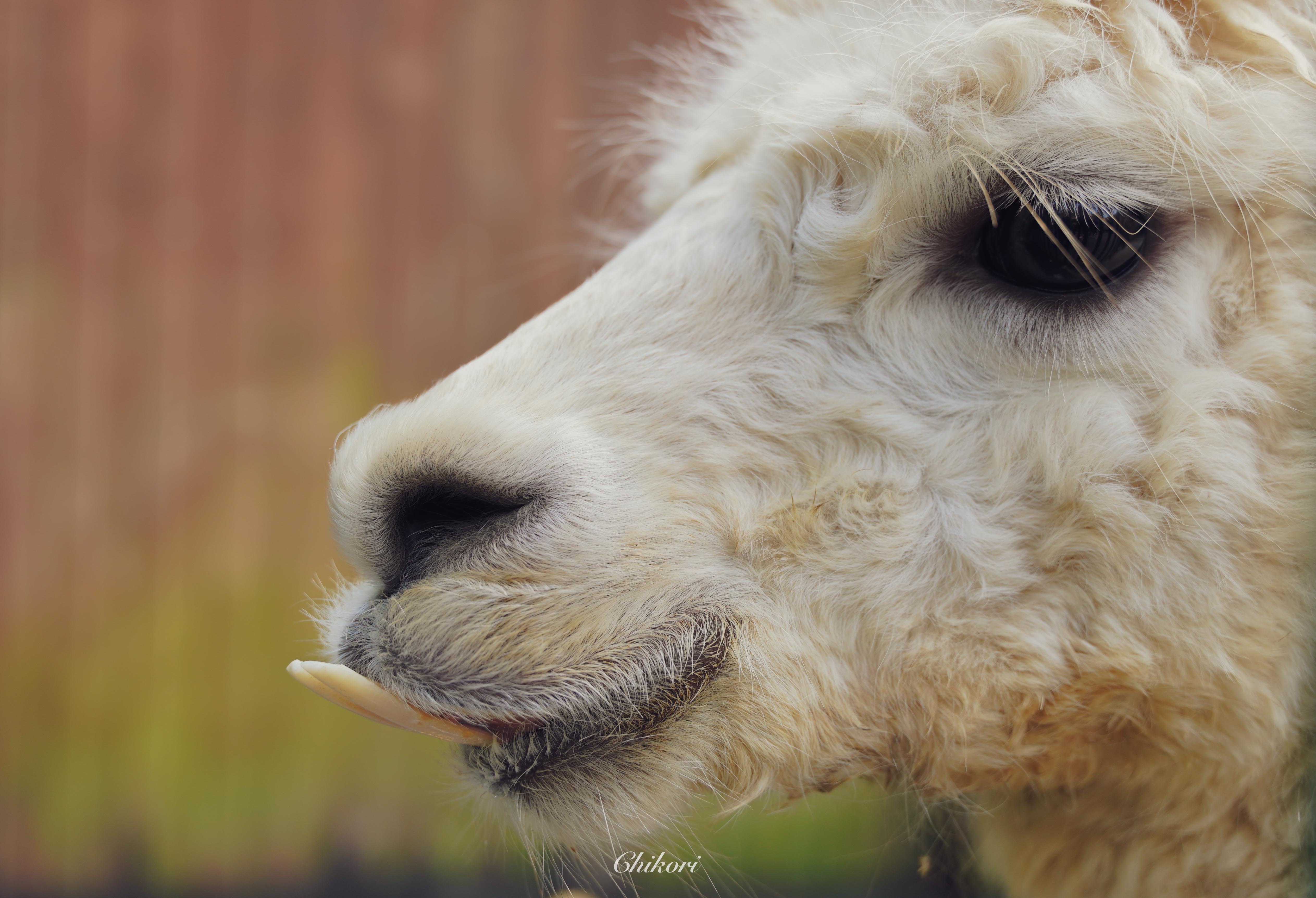 羊驼呲牙笑的图片图片